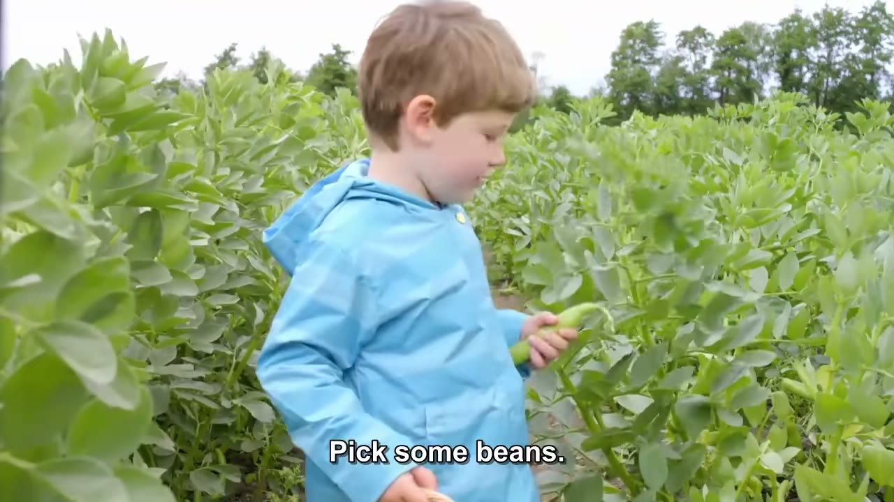 截图：Pick some beans.
