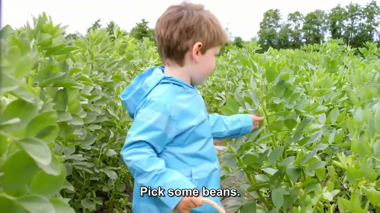 截图：Pick some beans.
