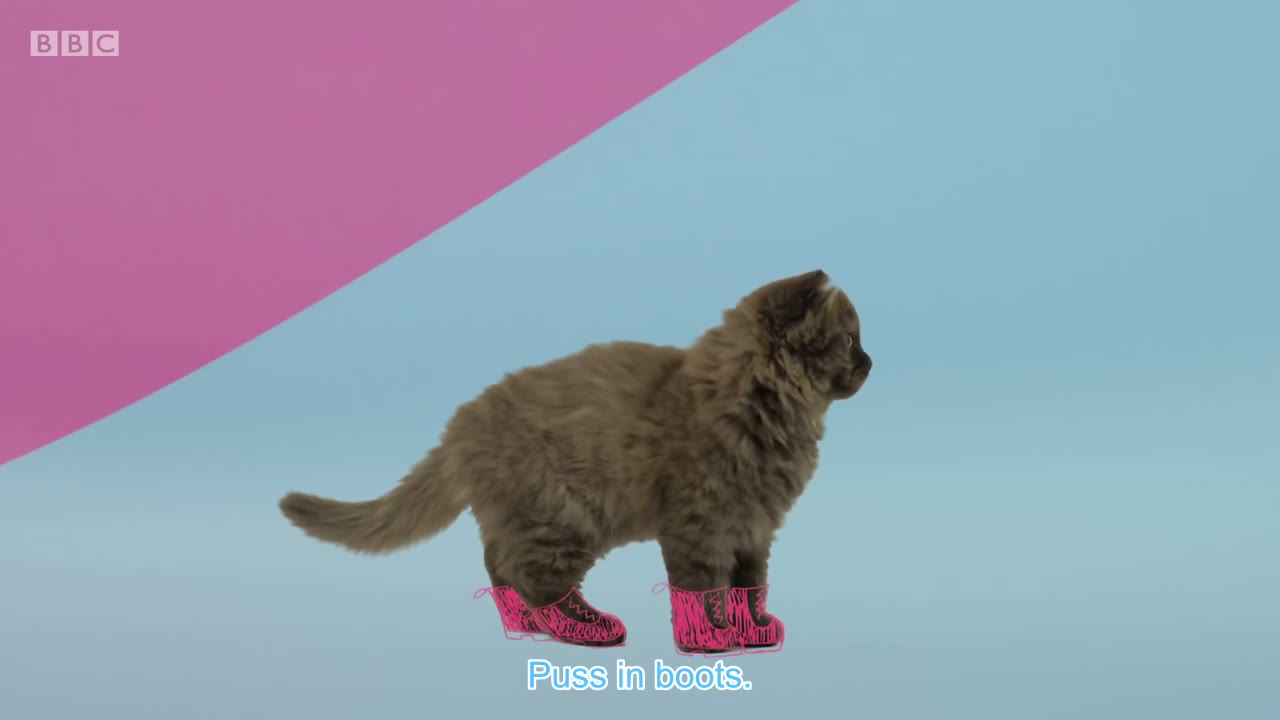 CAT PURRS