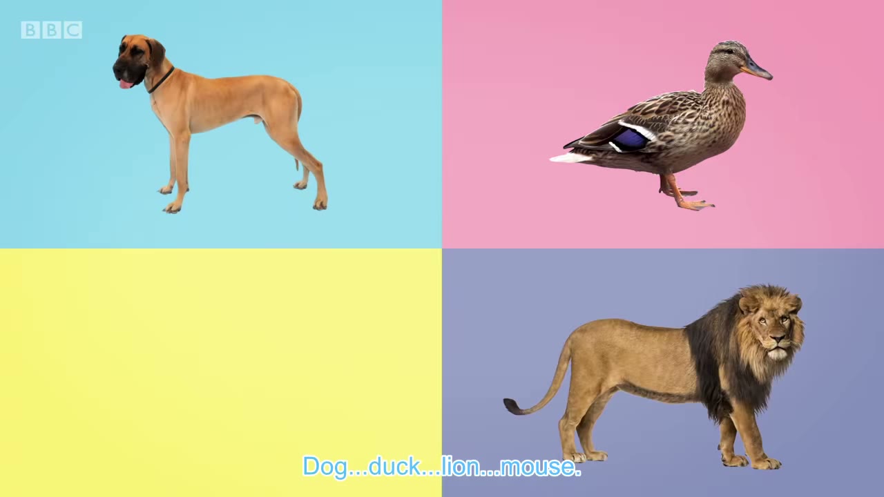 DRUM ROLL