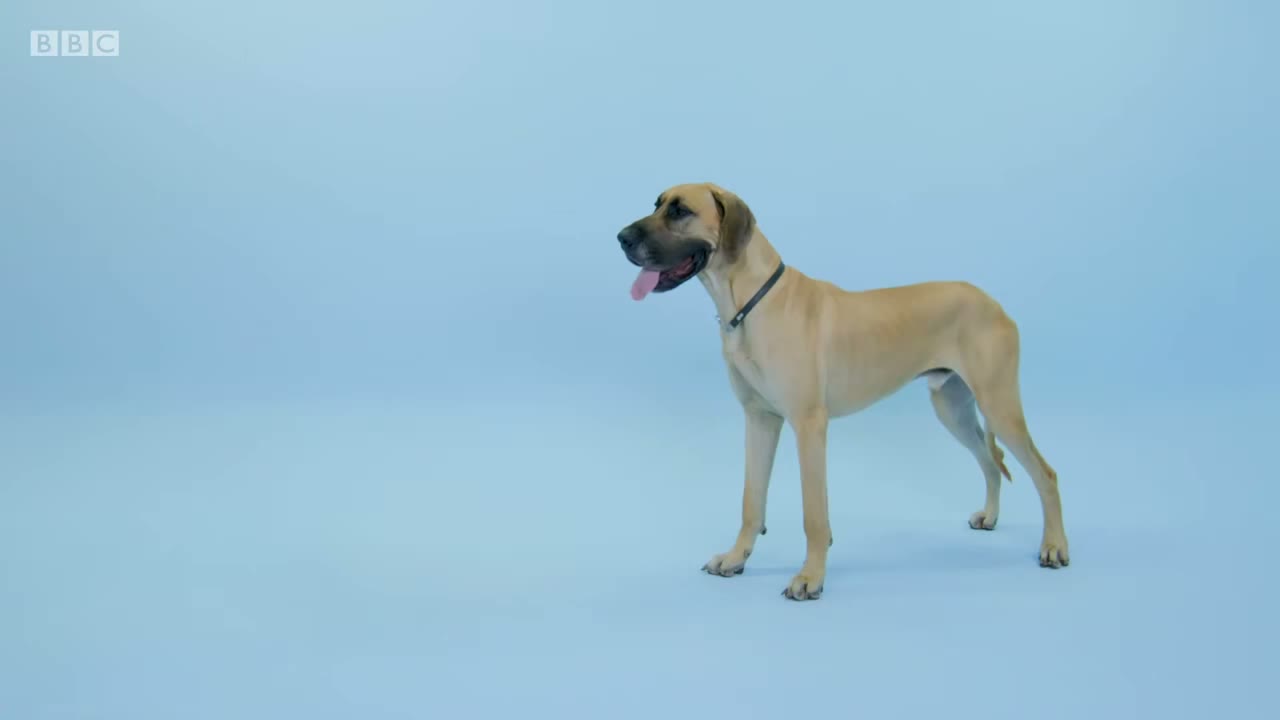 Dog.