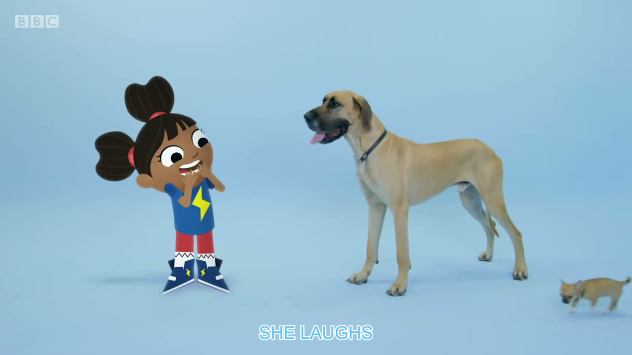 Tiny dog.