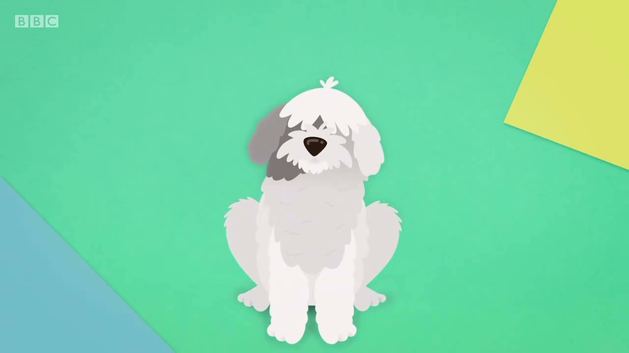 Fluffy dog.