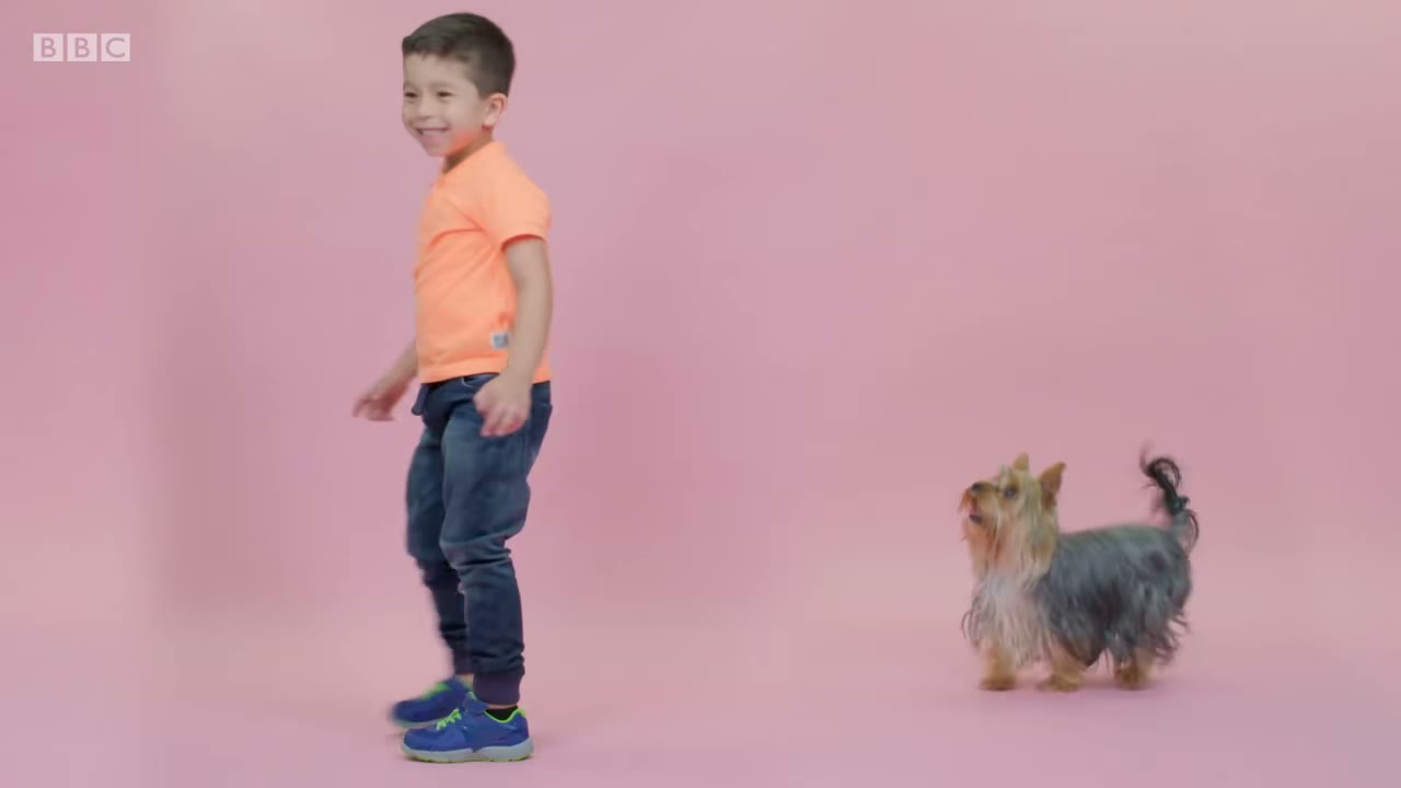 Dancing dog.