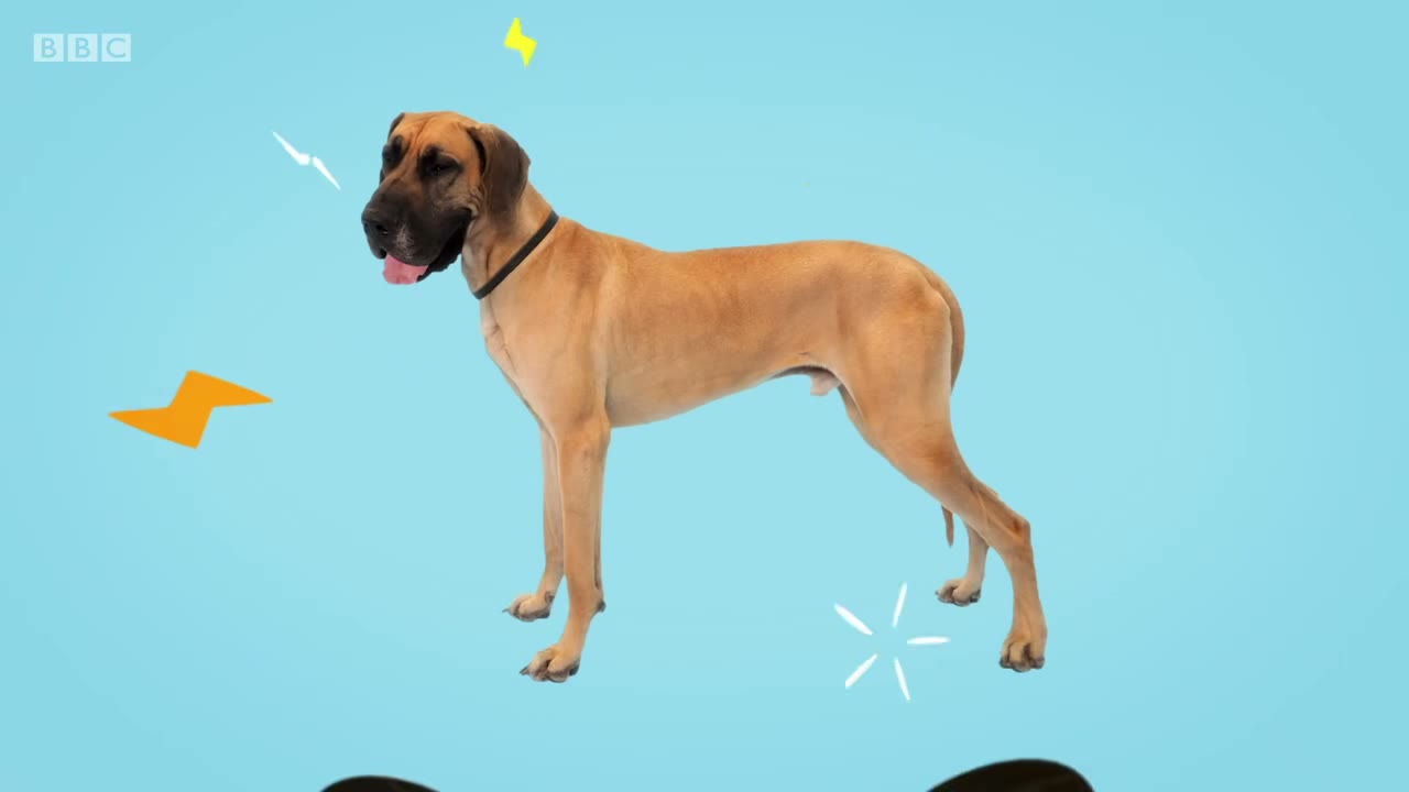 Dog!