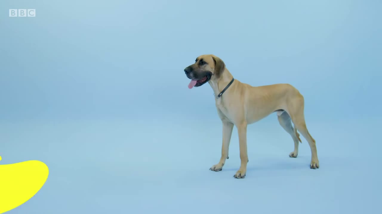 Dog.