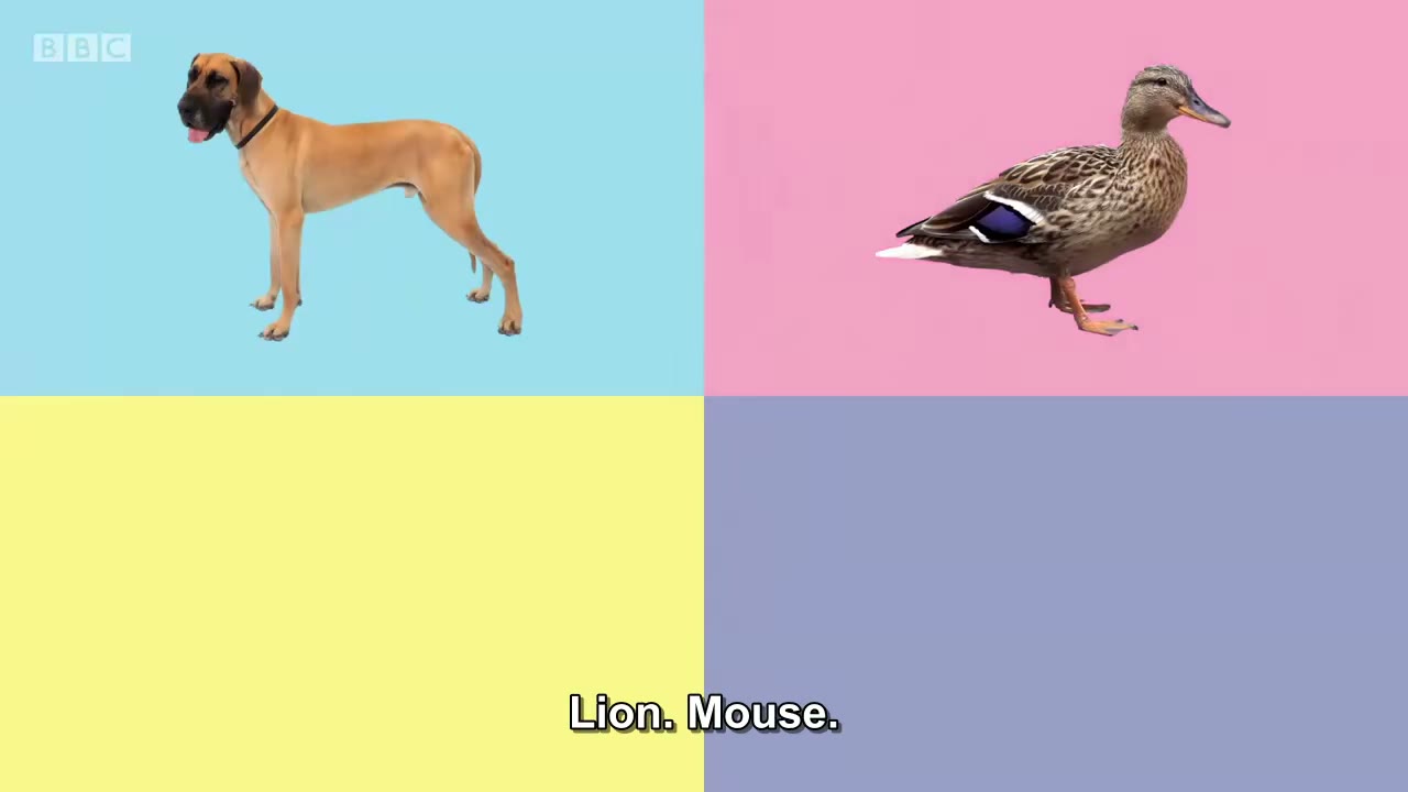 截图：Lion. Mouse.