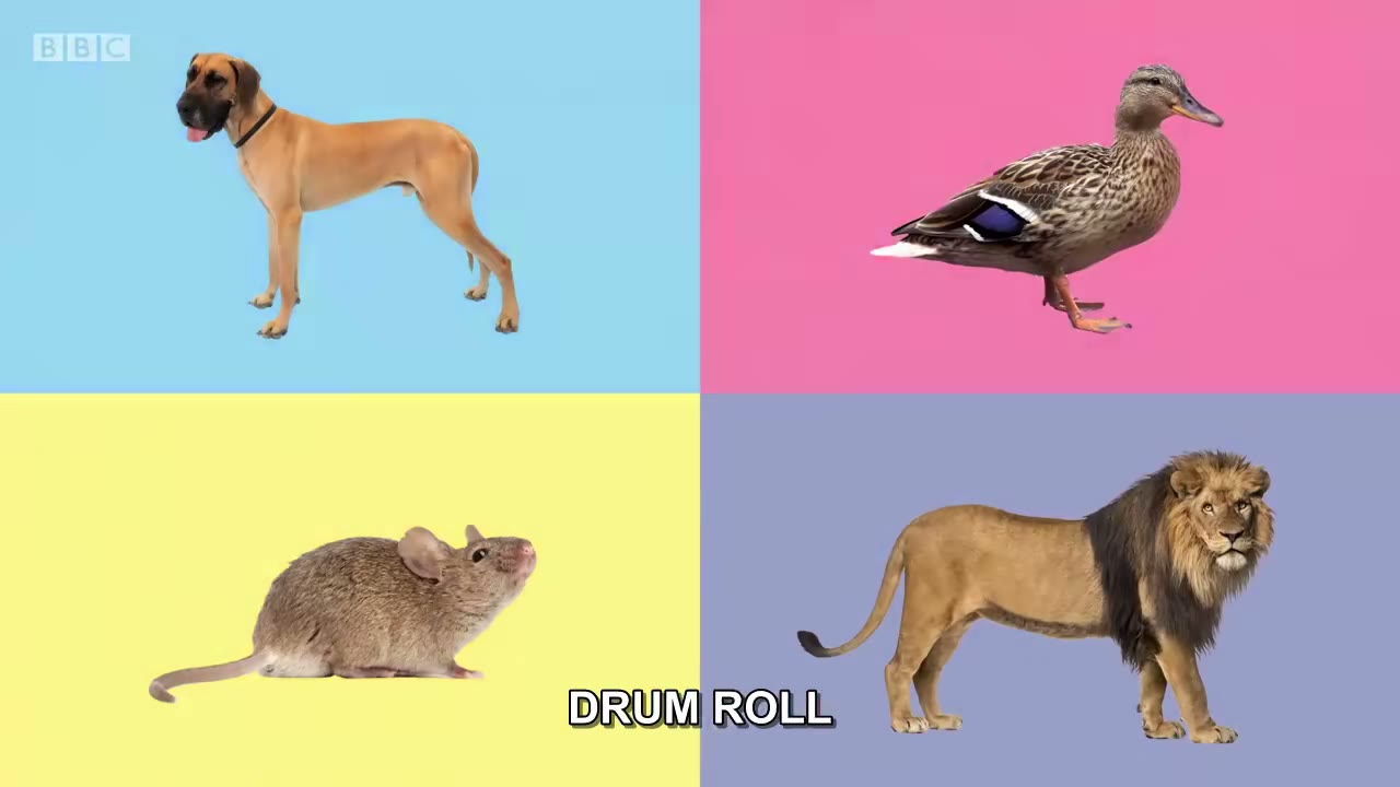 截图：DRUM ROLL