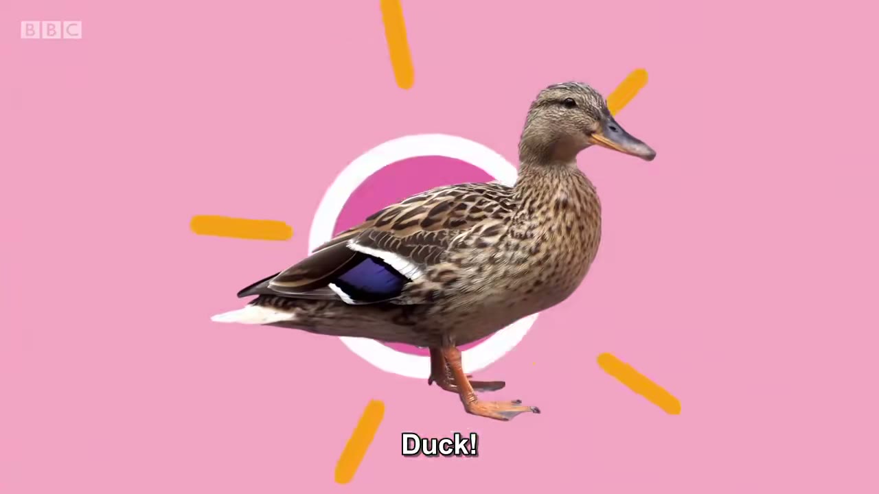 Duck