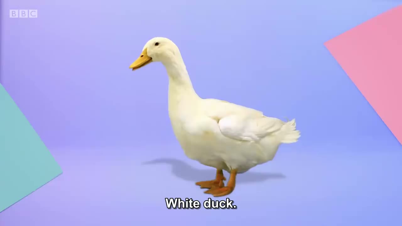 截图：White duck.