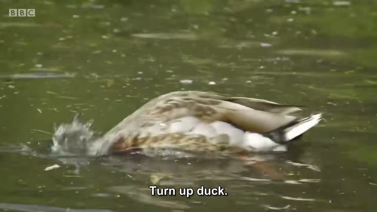 截图：Turn up duck.