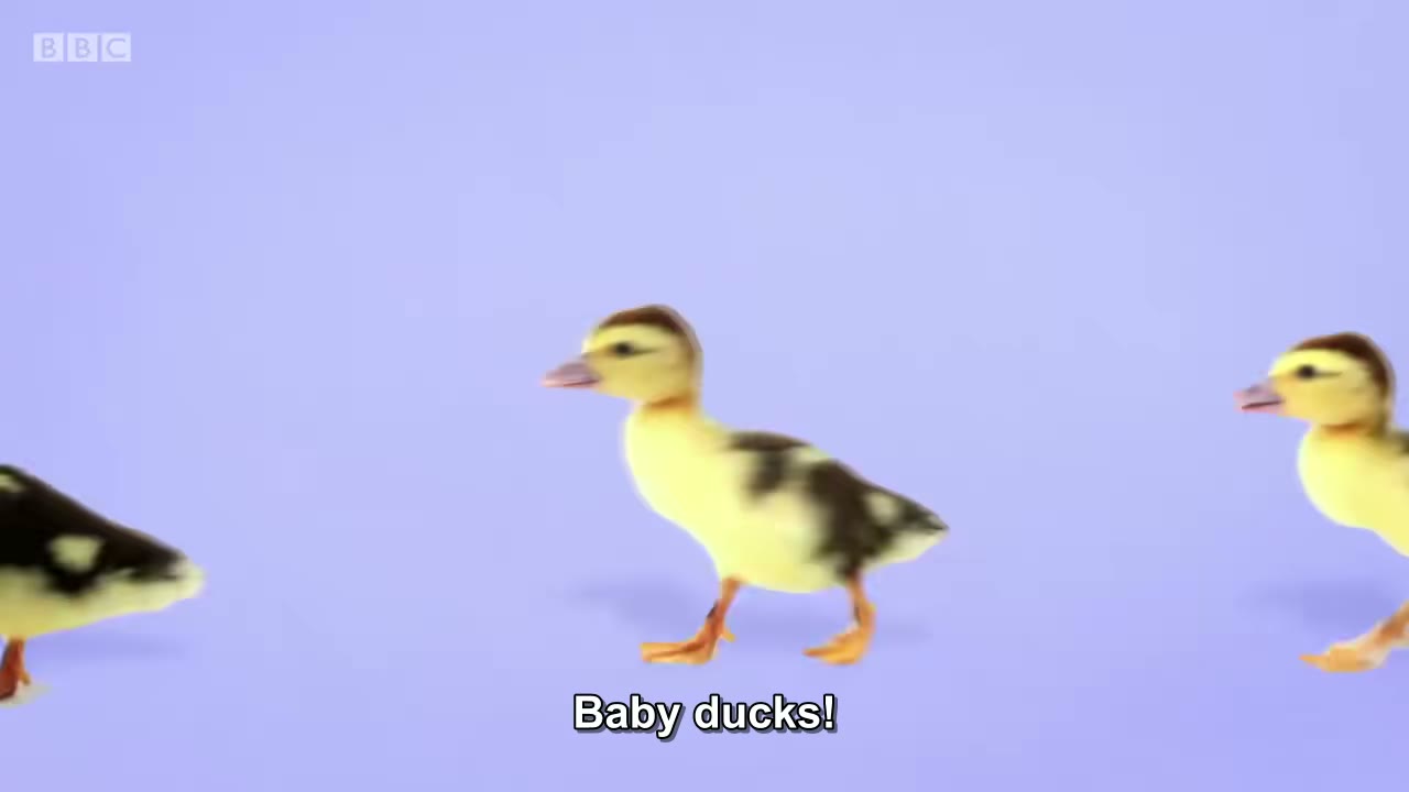 截图：Baby ducks!