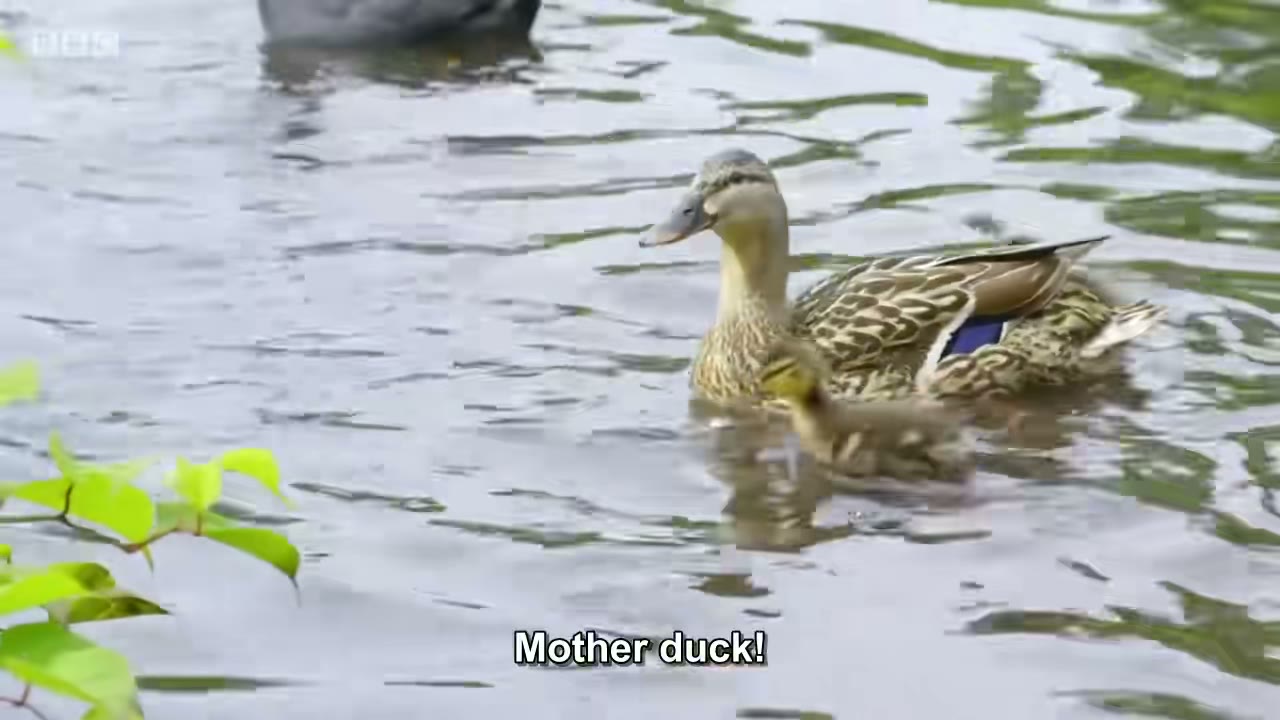 截图：Mother duck!