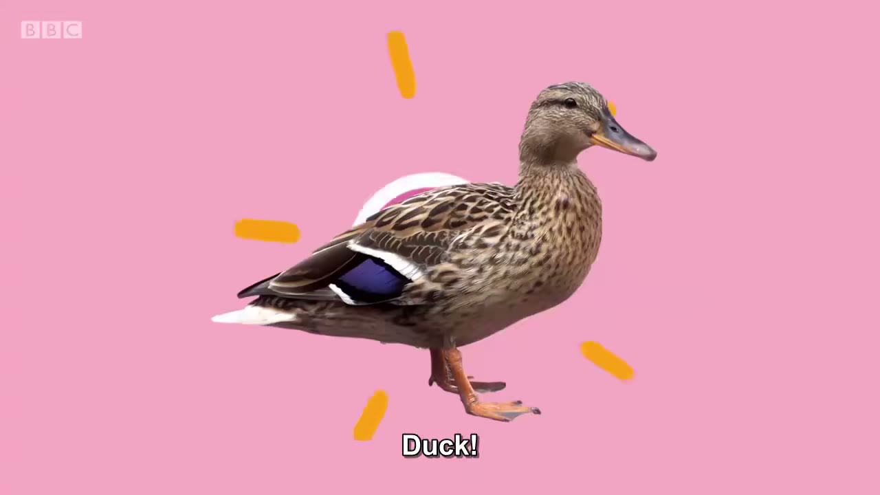 截图：Duck!