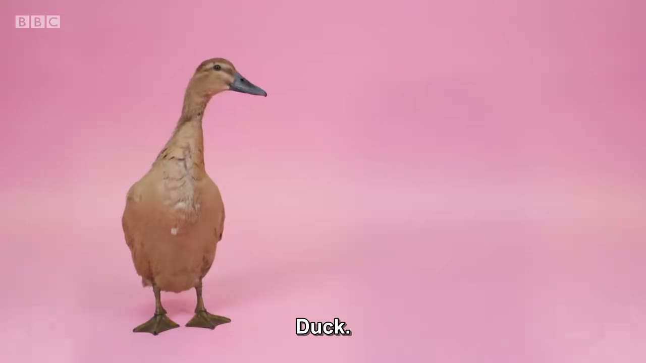 截图：Duck.