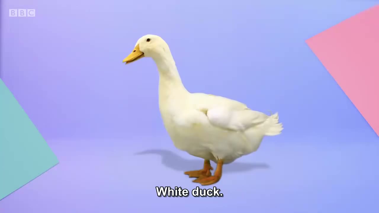截图：White duck.