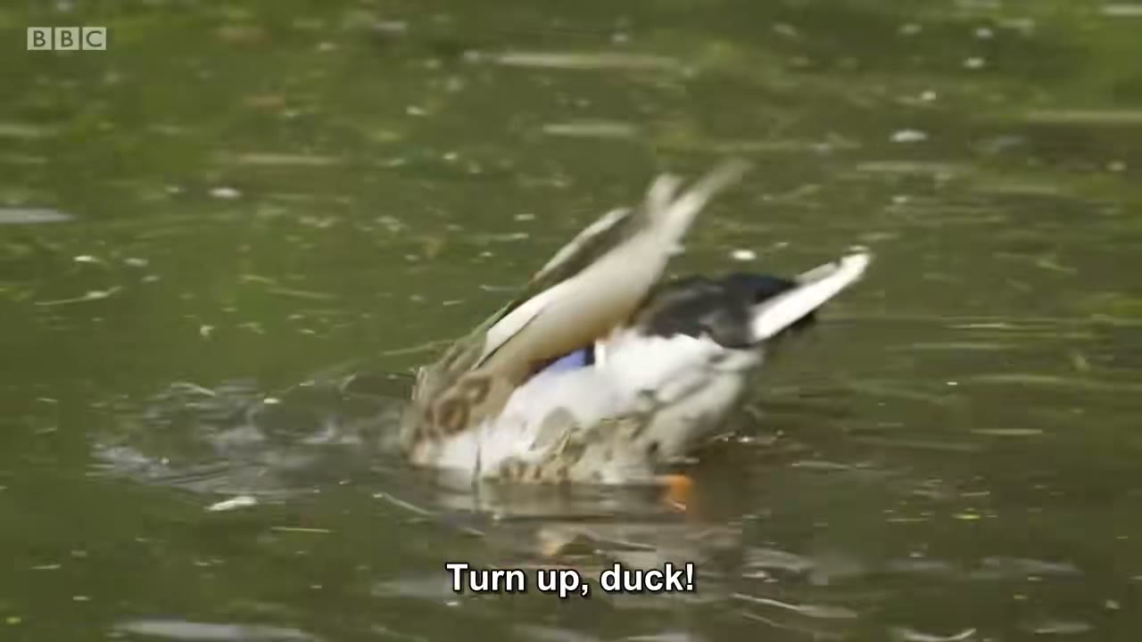 截图：Turn up, duck!