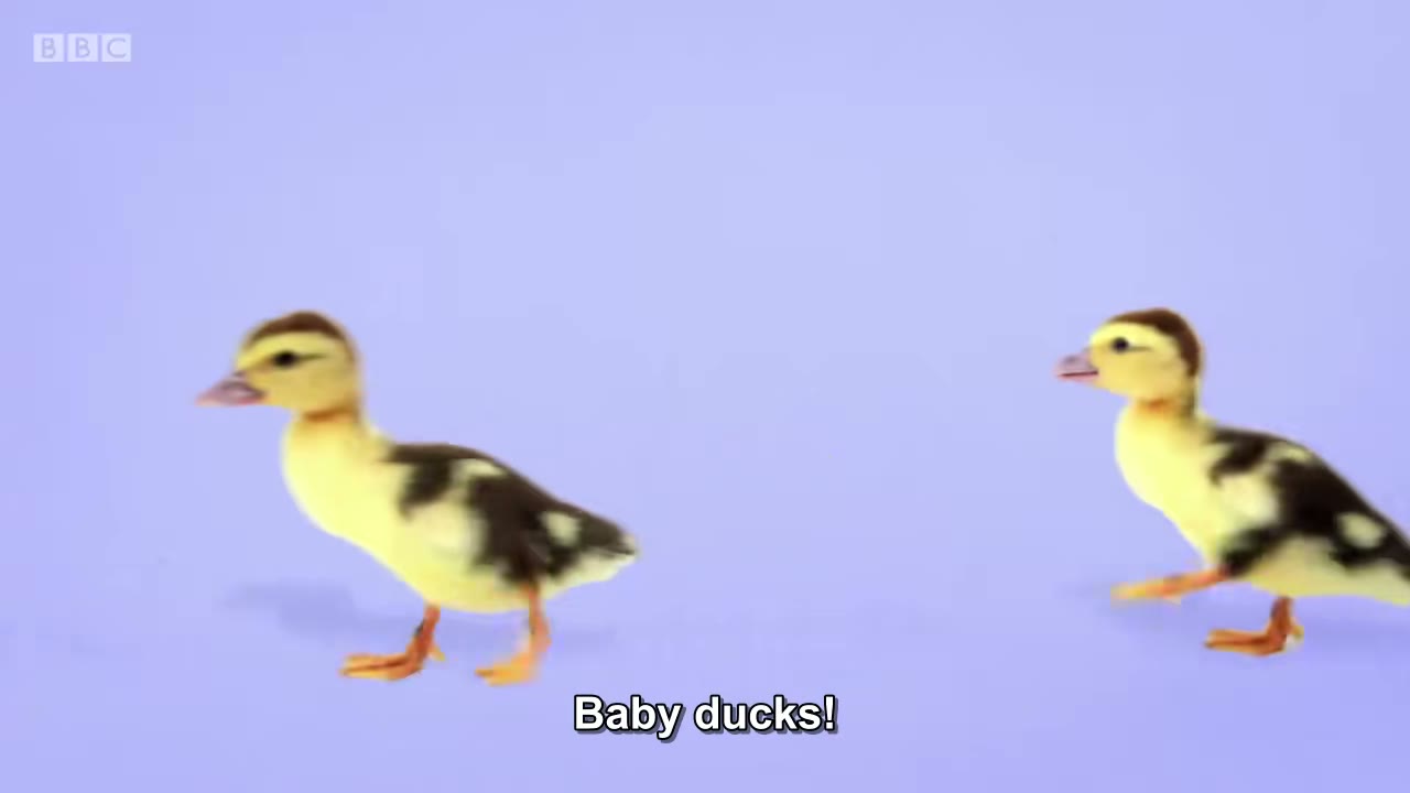 截图：Baby ducks!