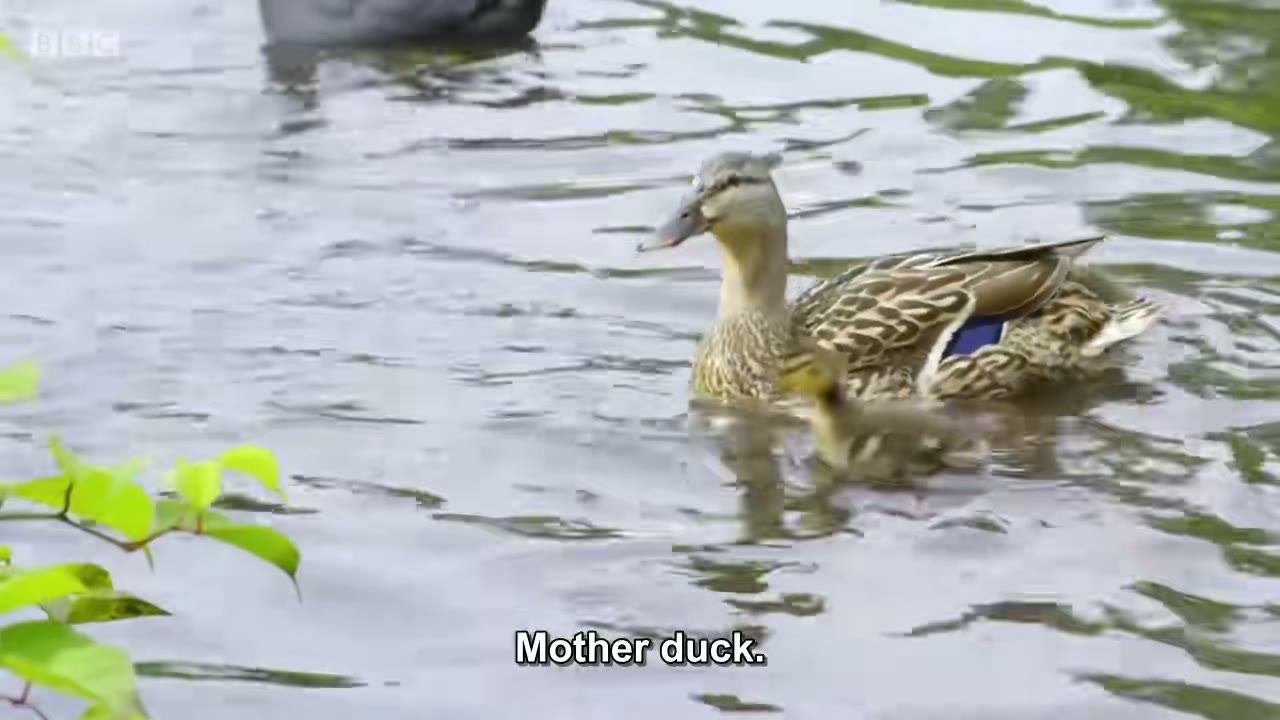 截图：Mother duck.