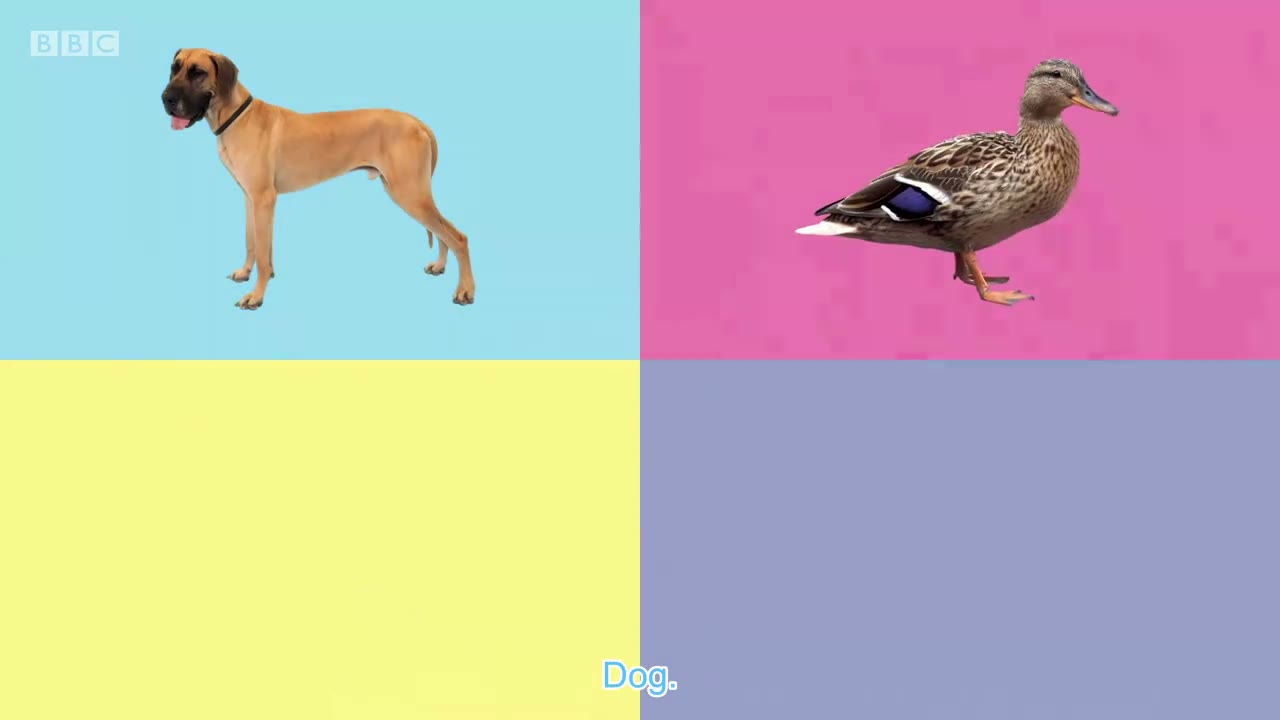 截图：Duck.
