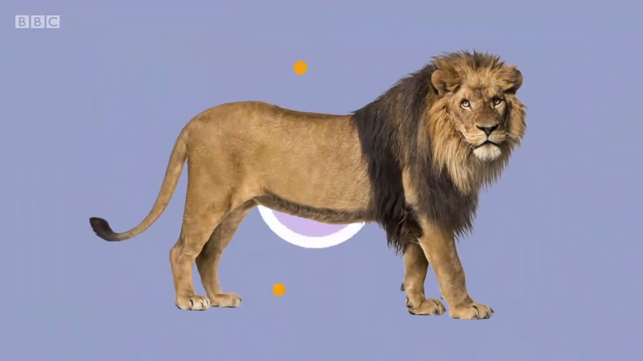 截图：- Lion.
- Hurray!
