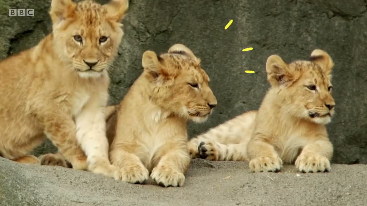 截图：Baby lions.