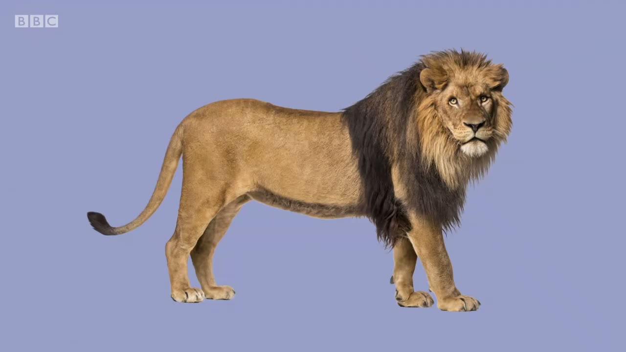 截图：- Lion.
- Hurray!
