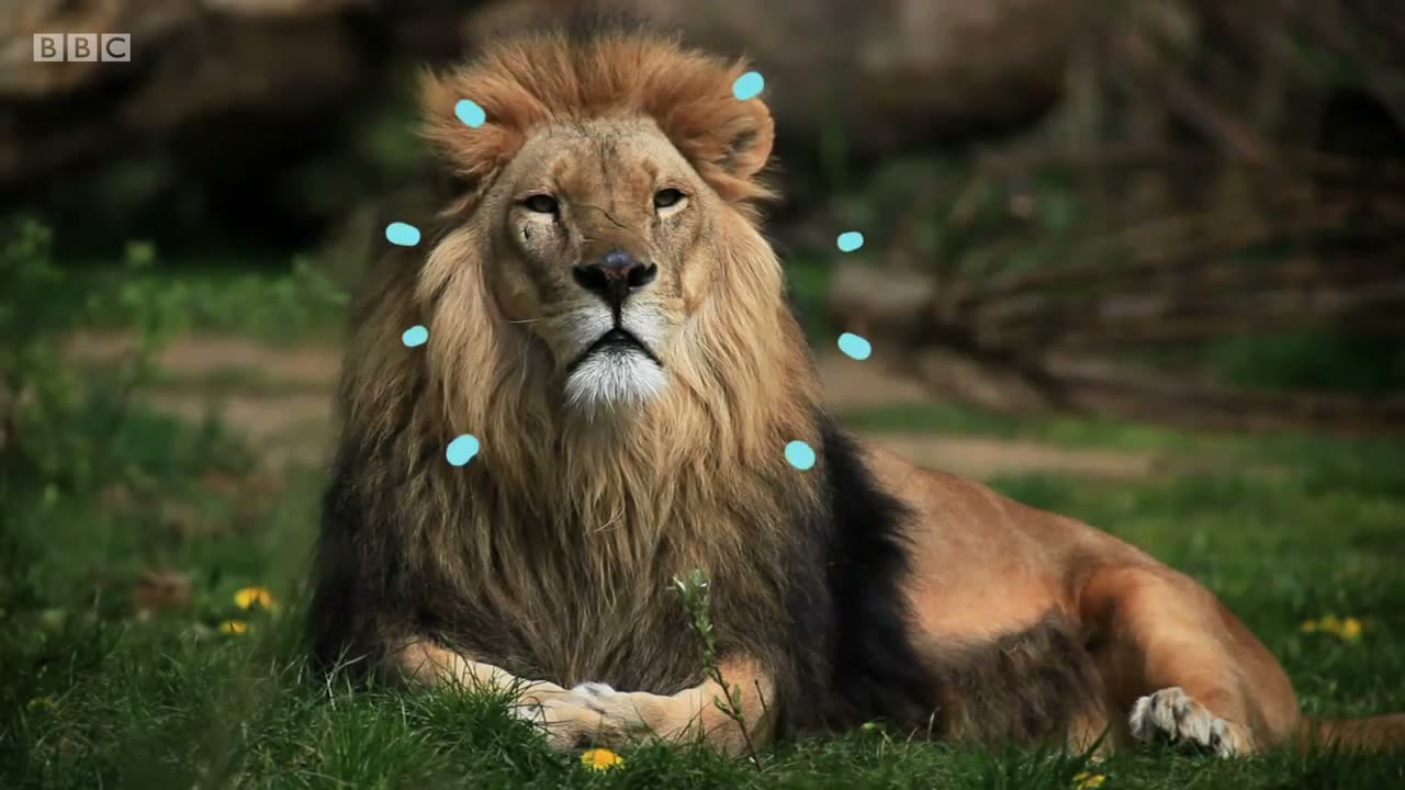 截图：Lion. Big lion.