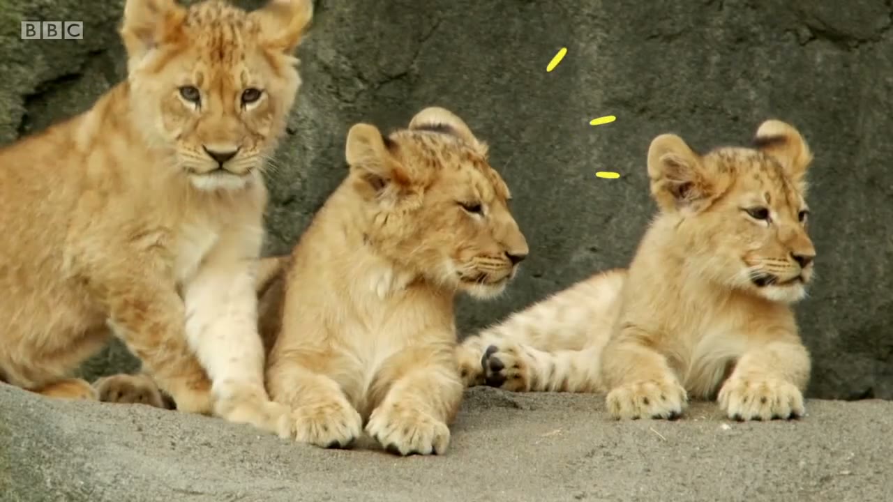 截图：Baby lions.