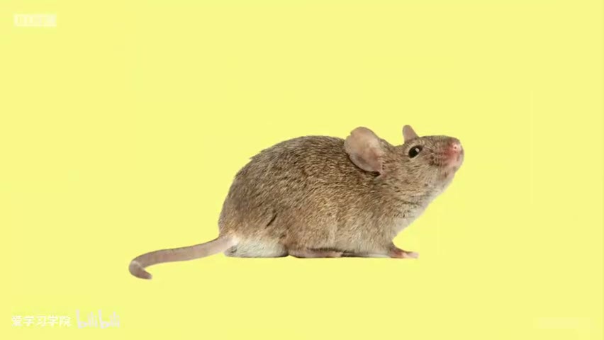 截图：Mouse!