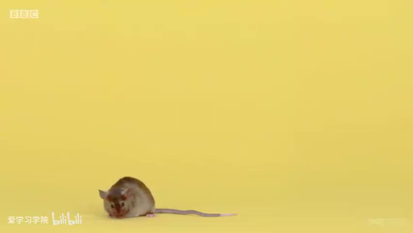 截图：Mouse.
