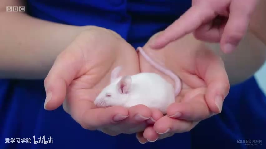 截图：Furry mouse.