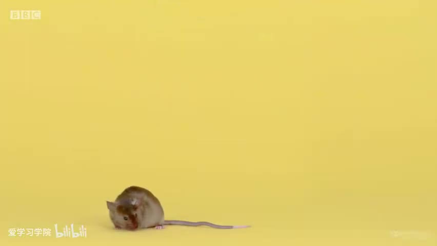 截图：Mouse.