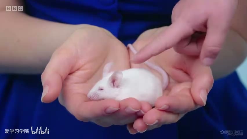 截图：Furry mouse. Ah.
