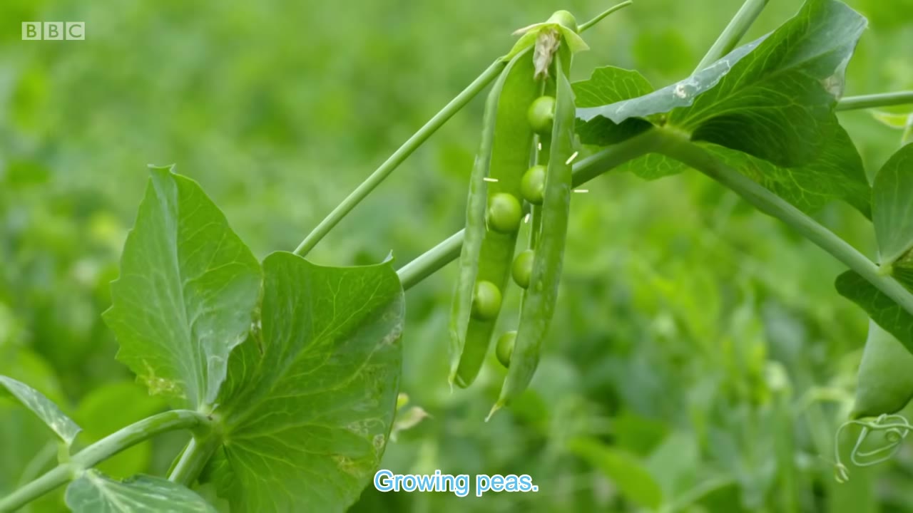 截图：Growing peas.