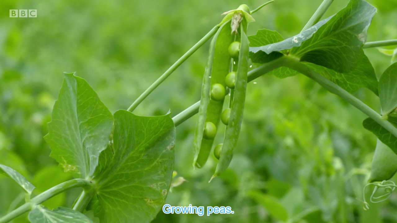 截图：Growing peas.