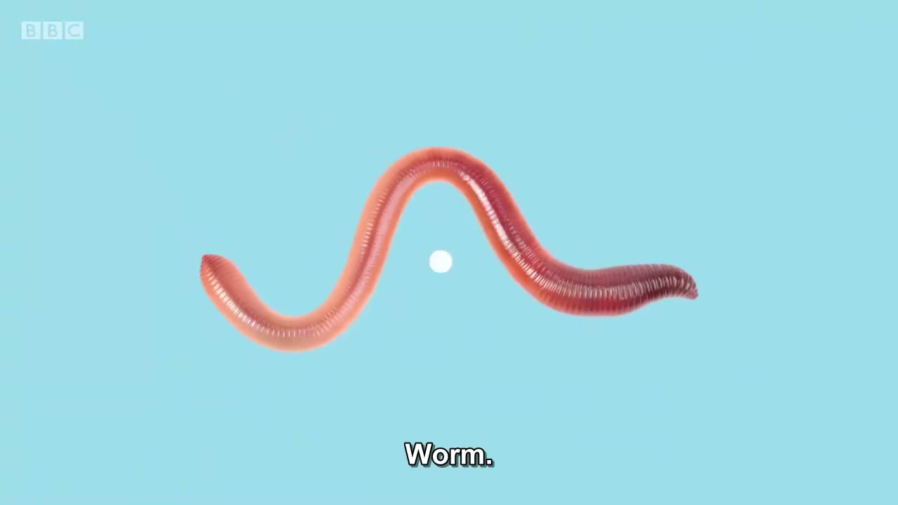 截图：Worm.