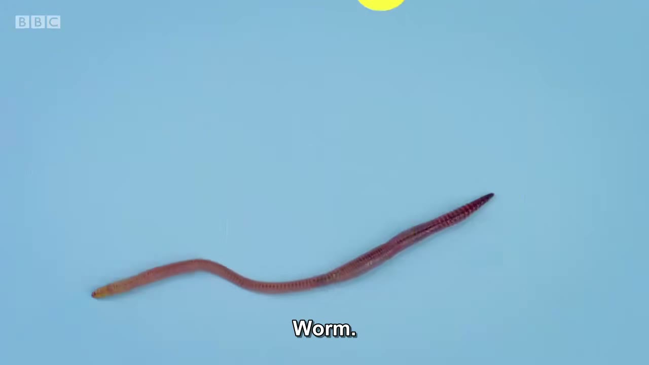 截图：Worm.
