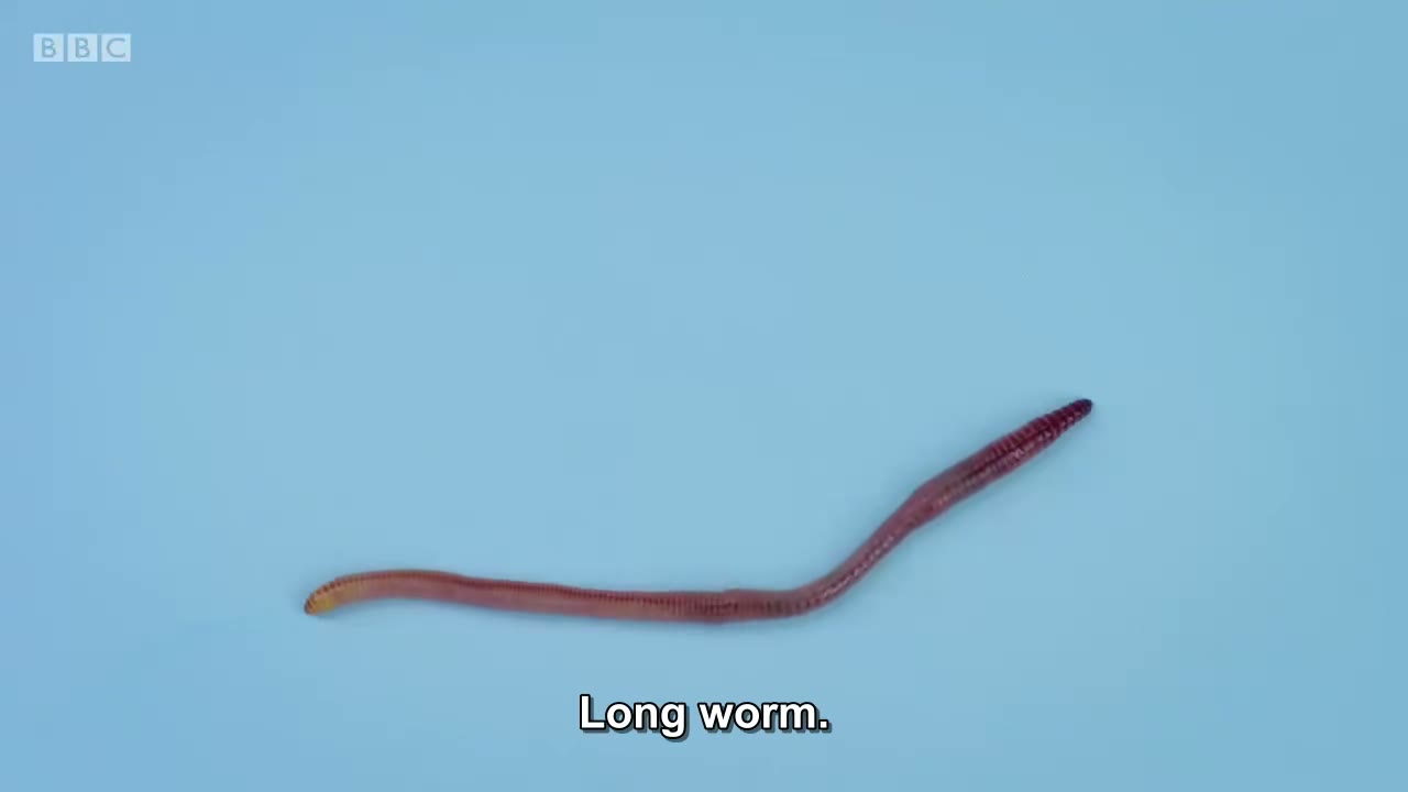 Worm