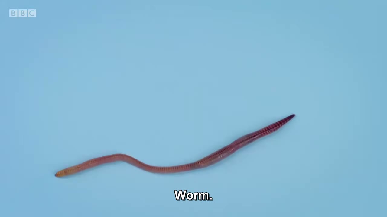 截图：Worm.