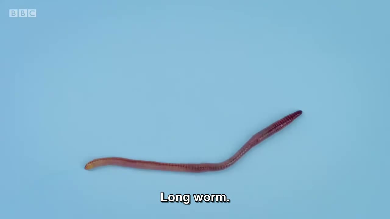 截图：Long worm.
